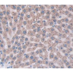 Cathepsin Z (CTSZ) Antibody