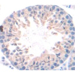 Family With Sequence Similarity 135, Member B (FAM135B) Antibody