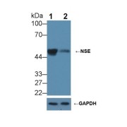 Western blot analysis of (1) Wild-type HepG2 cell lysate, and (2) NSE knockout HepG2 cell lysate, using Rabbit Anti-Mouse NSE Antibody (2 µg/ml) and HRP-conjugated Goat Anti-Mouse antibody (<a href="https://www.abbexa.com/index.php?route=product/search&amp;search=abx400001" target="_blank">abx400001</a>, 0.2 µg/ml).