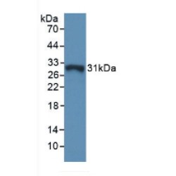 Glutathione S Transferase Omega 1 (GSTo1) Antibody