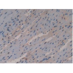 Glutathione S Transferase Omega 1 (GSTo1) Antibody