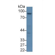 Western blot analysis of Mouse Placenta lysate, using Mouse DAO Antibody (3 µg/ml) and HRP-conjugated Goat Anti-Rabbit antibody (<a href="https://www.abbexa.com/index.php?route=product/search&amp;search=abx400043" target="_blank">abx400043</a>, 0.2 µg/ml).