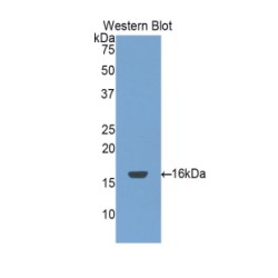 Amine Oxidase Copper Containing 1 (AOC1) Antibody