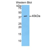 Western blot analysis of recombinant Mouse MUC5AC.