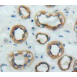 Podocalyxin (PODXL) Antibody