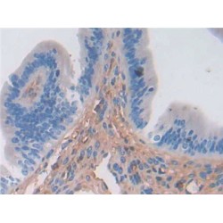 Serine Protease Inhibitor A3N (SERPINA3N) Antibody