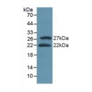 Western blot analysis of recombinant Mouse ATF4.