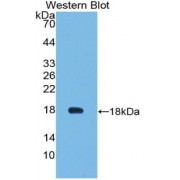 Western blot analysis of recombinant Mouse VEGF121 Protein.