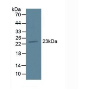 Western blot analysis of Mouse Pancreas Tissue.