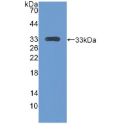 Centromere Protein H (CENPH) Antibody