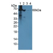 Western blot analysis of (1) Mouse Liver Tissue, (2) Mouse Lung Tissue, (3) Human HeLa cells and (4) Human 293T Cells.