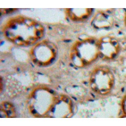 Epidermal Growth Factor (EGF) Antibody