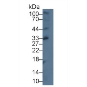 Western blot analysis of Mouse Thymus lysate, using Mouse CXCL16 Antibody (5 µg/ml) and HRP-conjugated Goat Anti-Rabbit antibody (<a href="https://www.abbexa.com/index.php?route=product/search&amp;search=abx400043" target="_blank">abx400043</a>, 0.2 µg/ml).