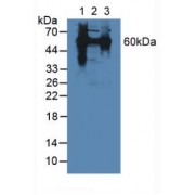 Western blot analysis of (1) Mouse Liver Tissue, (2) Mouse Lung Tissue and (3) Human HeLa cells.