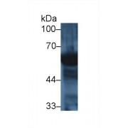 Western blot analysis of Human Saliva, using Mouse AMY2 Antibody (1 µg/ml) and HRP-conjugated Goat Anti-Rabbit antibody (<a href="https://www.abbexa.com/index.php?route=product/search&amp;search=abx400043" target="_blank">abx400043</a>, 0.2 µg/ml).