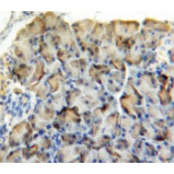 Amylase Alpha 2, Pancreatic (AMY2) Antibody
