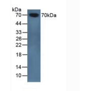 Western blot analysis of Mouse Serum.