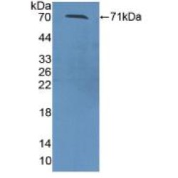 Protein Z Dependent Protease Inhibitor (ZPI) Antibody