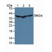 Western blot analysis of (1) Mouse Liver Tissue, (2) Mouse Jurkat Cells and (3) Mouse HeLa cells.