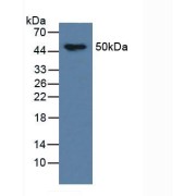 Western blot analysis of Mouse Brain Tissue.