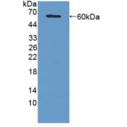 Microfibrillar Associated Protein 2 (MFAP2) Antibody