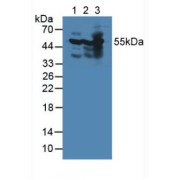 Western blot analysis of (1) Mouse Heart Tissue, (2) Mouse Brain Tissue and (3) Mouse Kidney Tissue.