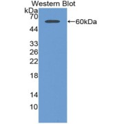 Western blot analysis of the recombinant protein.