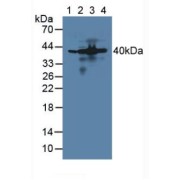 Western blot analysis of (1) Mouse Heart Tissue, (2) Mouse Liver Tissue, (3) Mouse Pancreas Tissue and (4) Mouse Stomach Tissue.