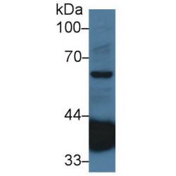 Stimulator of Interferon Genes Protein / TMEM173 (STING1) Antibody