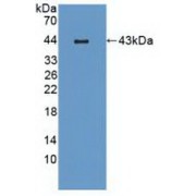 Western blot analysis of recombinant Mouse MIP3b.