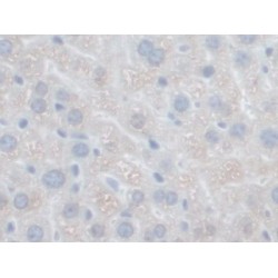 Growth Factor, Augmenter of Liver Regeneration (GFER) Antibody