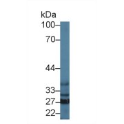 Western blot analysis of Mouse Liver lysate, using Mouse SFXN1 Antibody (1 µg/ml) and HRP-conjugated Goat Anti-Rabbit antibody (<a href="https://www.abbexa.com/index.php?route=product/search&amp;search=abx400043" target="_blank">abx400043</a>, 0.2 µg/ml).