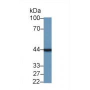 Western blot analysis of Mouse Pancreas lysate, using Mouse TMOD3 Antibody (1 µg/ml) and HRP-conjugated Goat Anti-Rabbit antibody (<a href="https://www.abbexa.com/index.php?route=product/search&amp;search=abx400043" target="_blank">abx400043</a>, 0.2 µg/ml).