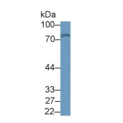 Western blot analysis of Mouse Serum, using Mouse KEAP1 Antibody (1 µg/ml) and HRP-conjugated Goat Anti-Rabbit antibody (<a href="https://www.abbexa.com/index.php?route=product/search&amp;search=abx400043" target="_blank">abx400043</a>, 0.2 µg/ml).