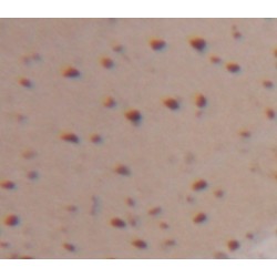 Splicing Factor 3B Subunit 3 (SF3B3) Antibody