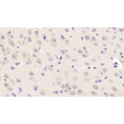 Nei Endonuclease VIII Like Protein 3 (NEIL3) Antibody