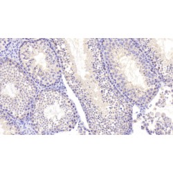 Nei Endonuclease VIII Like Protein 3 (NEIL3) Antibody