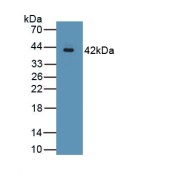 Western blot analysis of recombinant Pig MUC2, using MUC2 antibody.