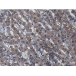 Galectin 2 (LGALS2) Antibody