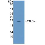 Western blot analysis of recombinant Pig MYO.