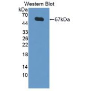 Western blot analysis of recombinant Pig LBP.