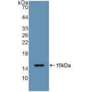 Western blot analysis of recombinant Rabbit TGFB1.