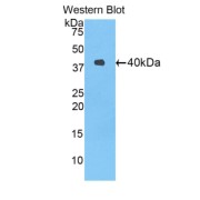 Western blot analysis of the recombinant protein.