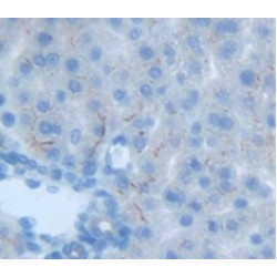 Delta Like Protein 4 (dLL4) Antibody