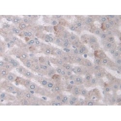 Prostaglandin Endoperoxide Synthase 1 (PTGS1) Antibody