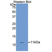 Western blot analysis of the recombinant protein.