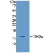 Western blot analysis of recombinant Rat PCT.