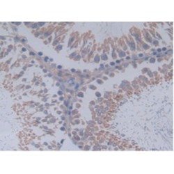 Mucin 20 (MUC20) Antibody