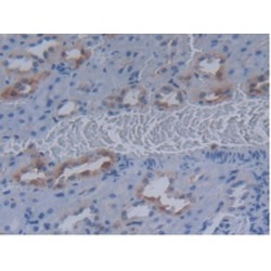 Mucin 20 (MUC20) Antibody