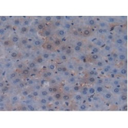 Mucin 20 (MUC20) Antibody